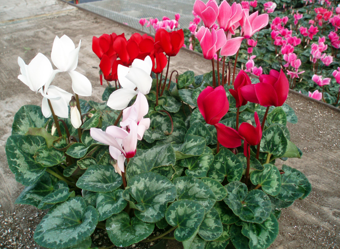 Cyclamen hjemme