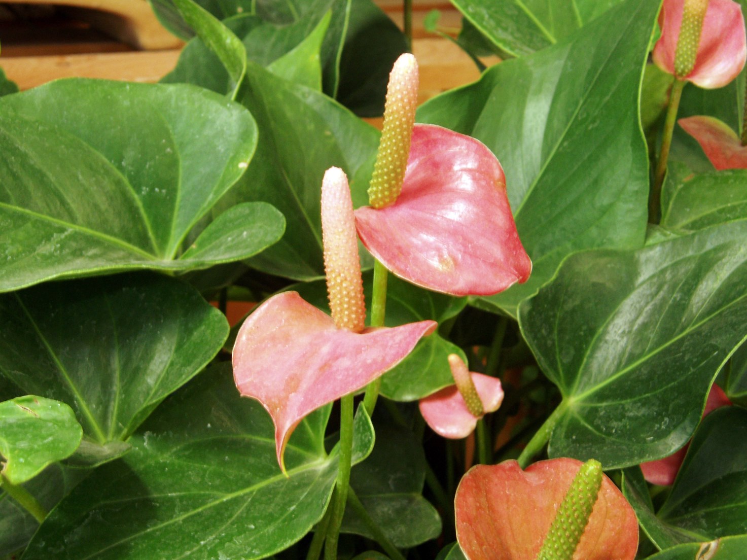 blomstrende plante