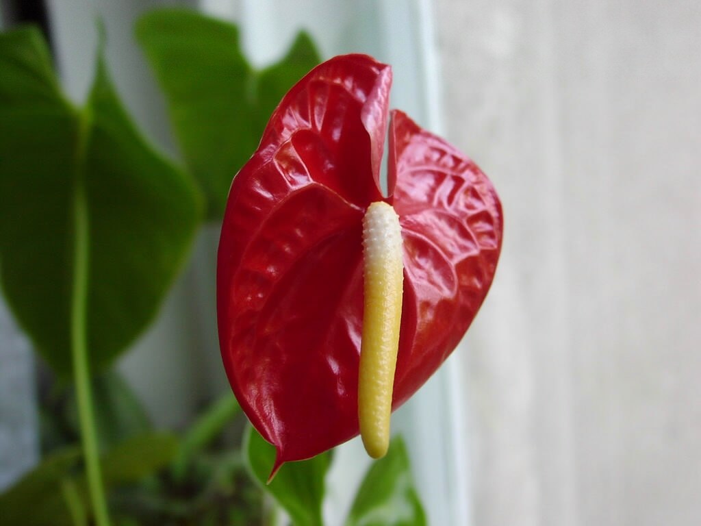 rød blomst