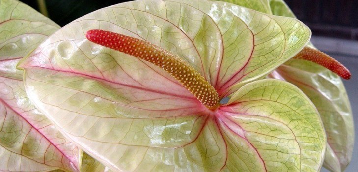 vakker blomst