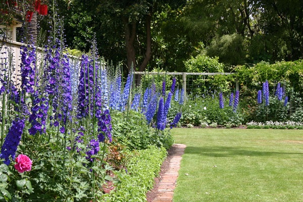 Vakre blomster for en blomsterbed