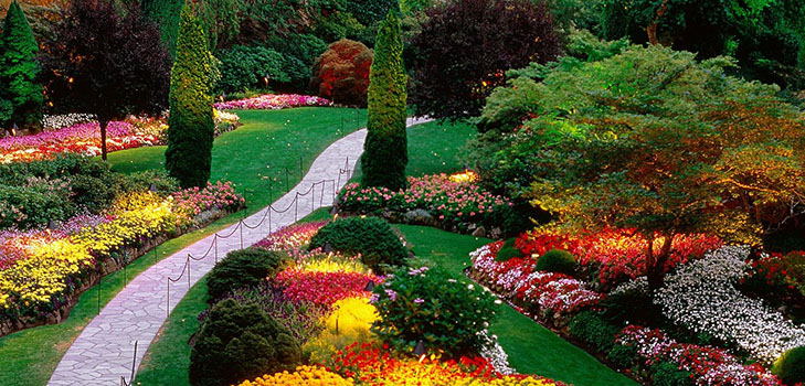 Vakre blomster for en blomsterbed