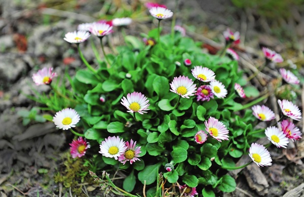 Vakre blomster for en blomsterbed