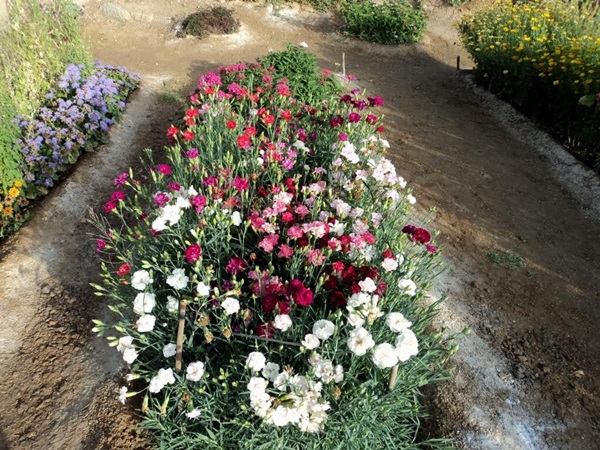 Vakre blomster for en blomsterbed
