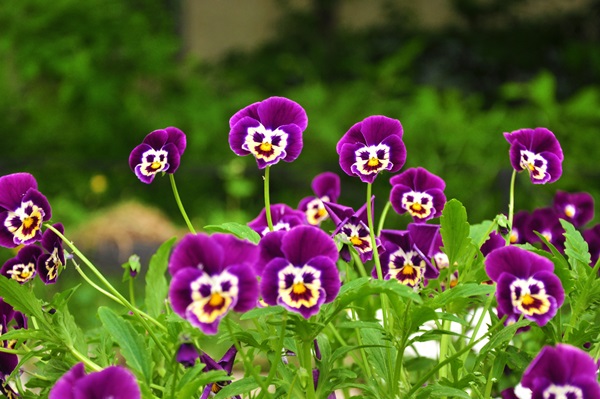 Vakre blomster for en blomsterbed