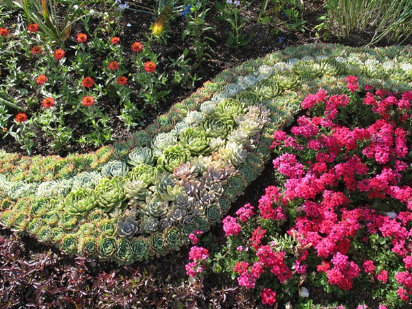 Vakre blomster for en blomsterbed