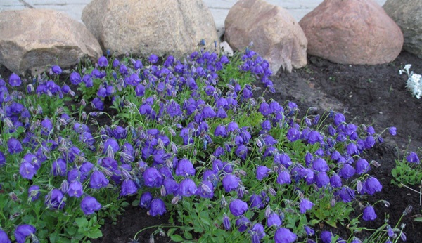 Vakre blomster for en blomsterbed