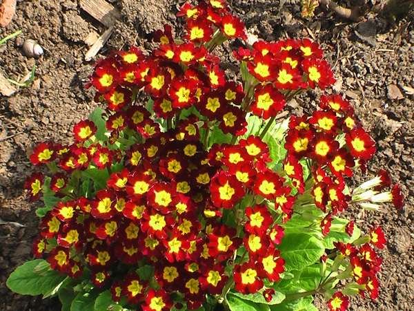 Vakre blomster for en blomsterbed