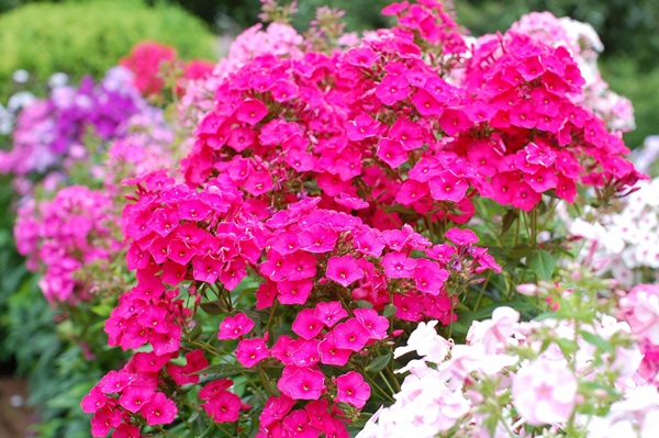 Vakre blomster for en blomsterbed