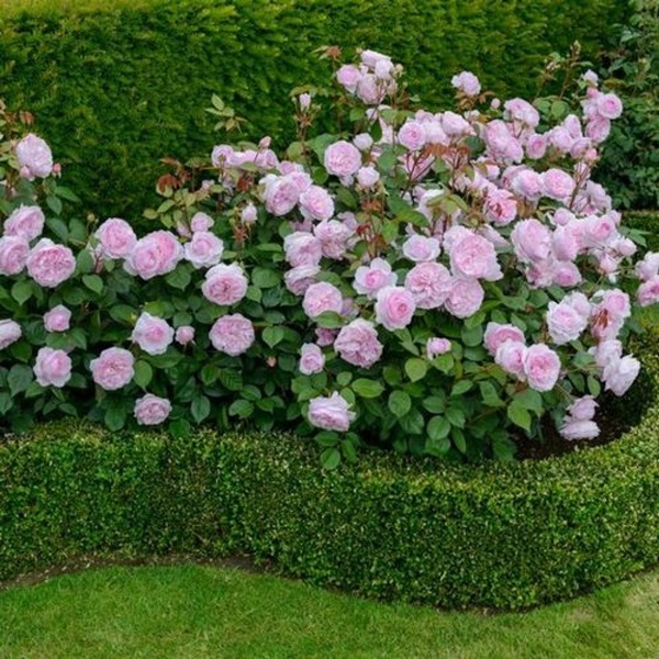 Vakre blomster for en blomsterbed