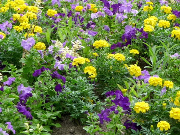 Vakre blomster for en blomsterbed