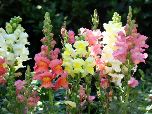 Vakre blomster for en blomsterbed