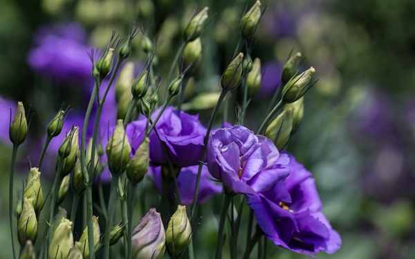 Vakre blomster for en blomsterbed