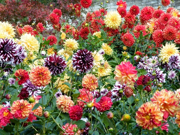 Vakre blomster for en blomsterbed