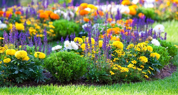 Vakre blomster for en blomsterbed