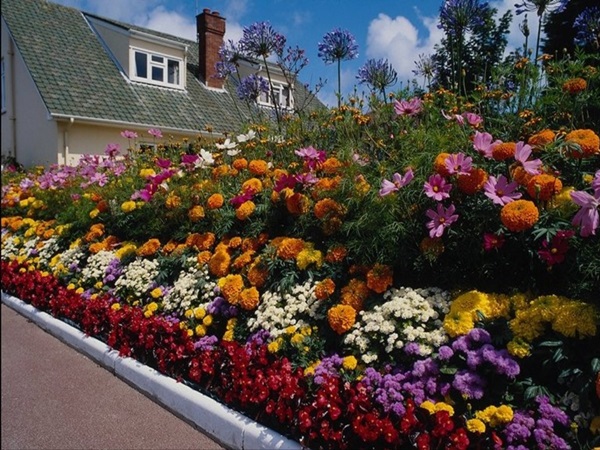 Vakre blomster for en blomsterbed