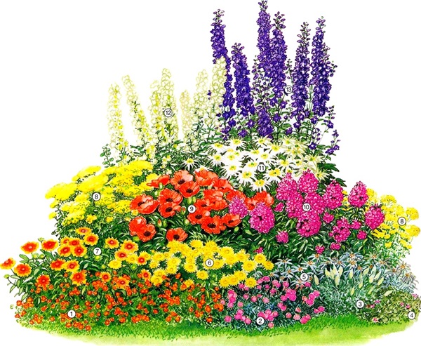 Vakre blomster for en blomsterbed