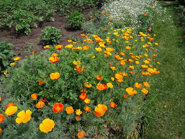 Vakre blomster for en blomsterbed