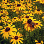 Blomster, stauder Blomster, stauder