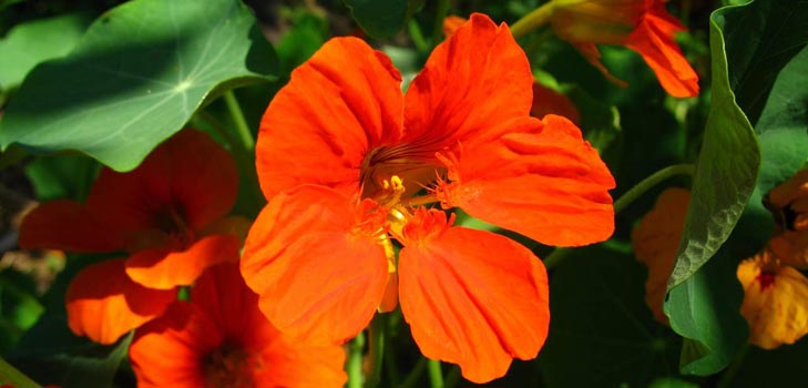 Flower Nasturtium: hvordan å vokse fra frø, hvordan å bry seg, vakre bilder