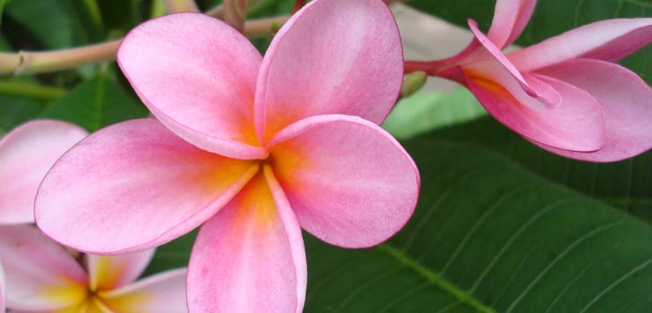 Flower Plumeria - den magiske duften i hjemmet ditt