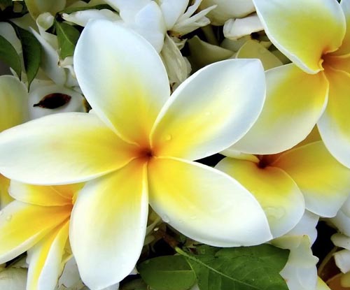 Flower Plumeria - den magiske duften i hjemmet ditt