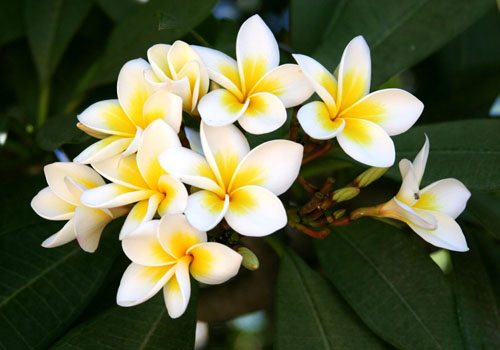 Flower Plumeria - den magiske duften i hjemmet ditt