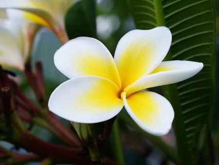 Flower Plumeria - den magiske duften i hjemmet ditt