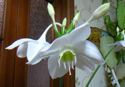 Euharis: omsorg