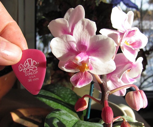 Phalaenopsis blomstre