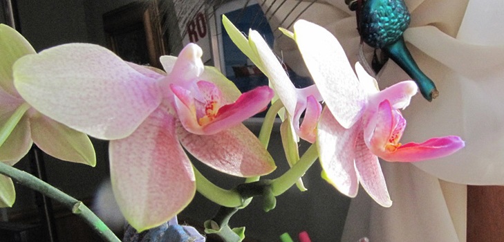Phalaenopsis blomstre