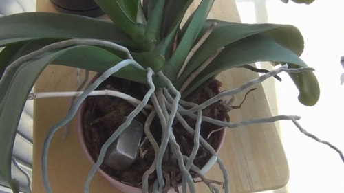Phalaenopsis transplantasjon