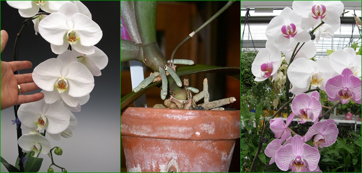 Phalaenopsis: reproduksjon av barn