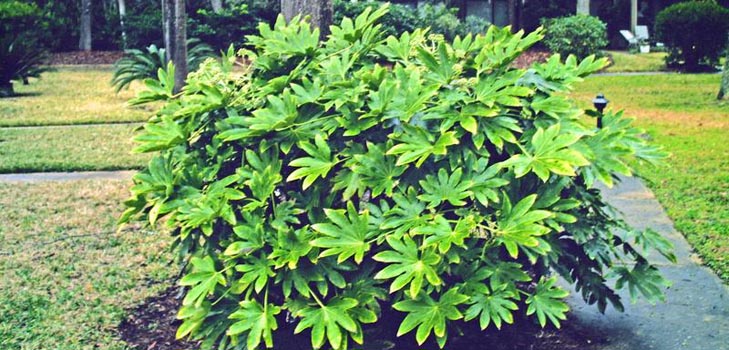 ta vare på fatsia hjemme