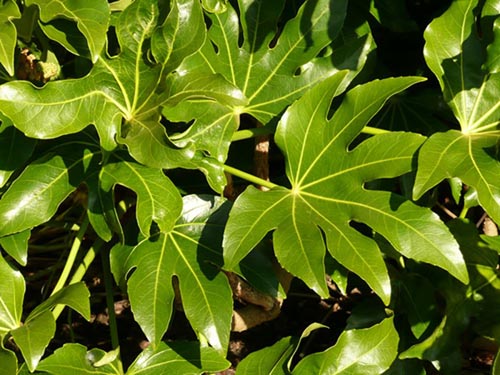Ulike typer fatsia