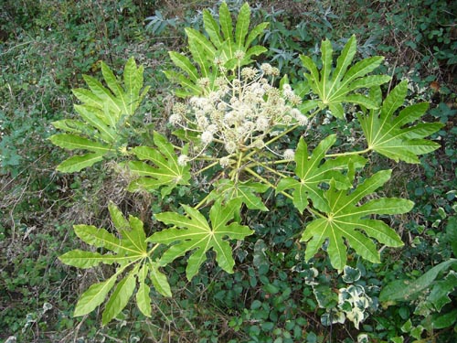 fatsia i behagelige temperaturforhold