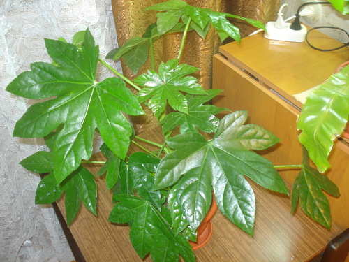 fatsia ved det vestlige vinduet