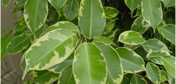 rom ficus