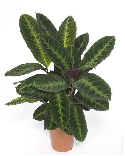 badekar med ficus
