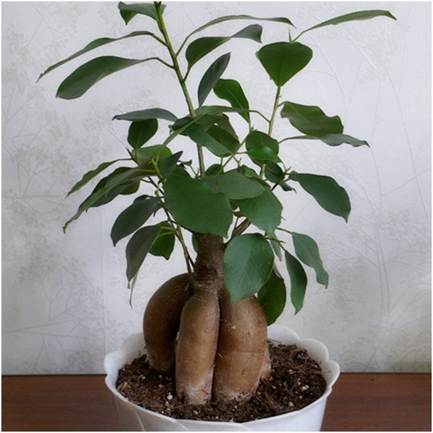 Ficus før transplantasjon