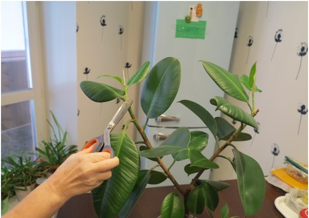 ficus skjæring