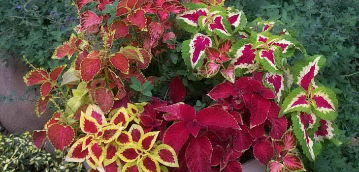 Fittonia: omsorg