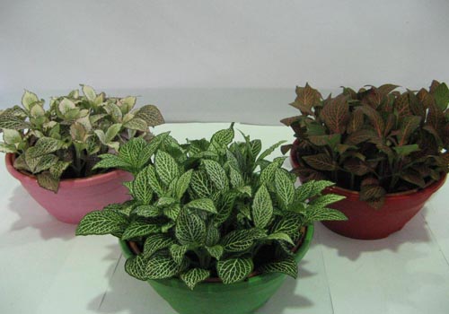 Fittonia: omsorg