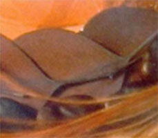 eukalyptusblader