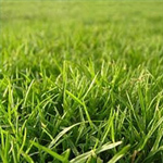 Gressplen Gressplen
