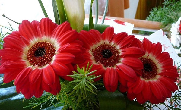 Gerbera i potten