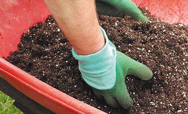 Gerbera i potten