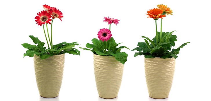 Gerbera i potten