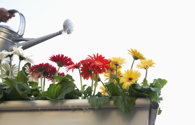 Gerbera i potten
