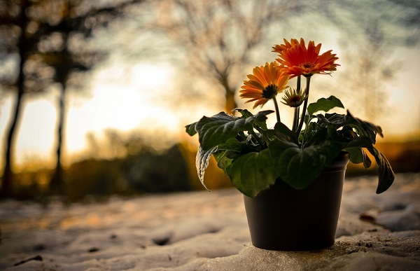 Gerbera i potten